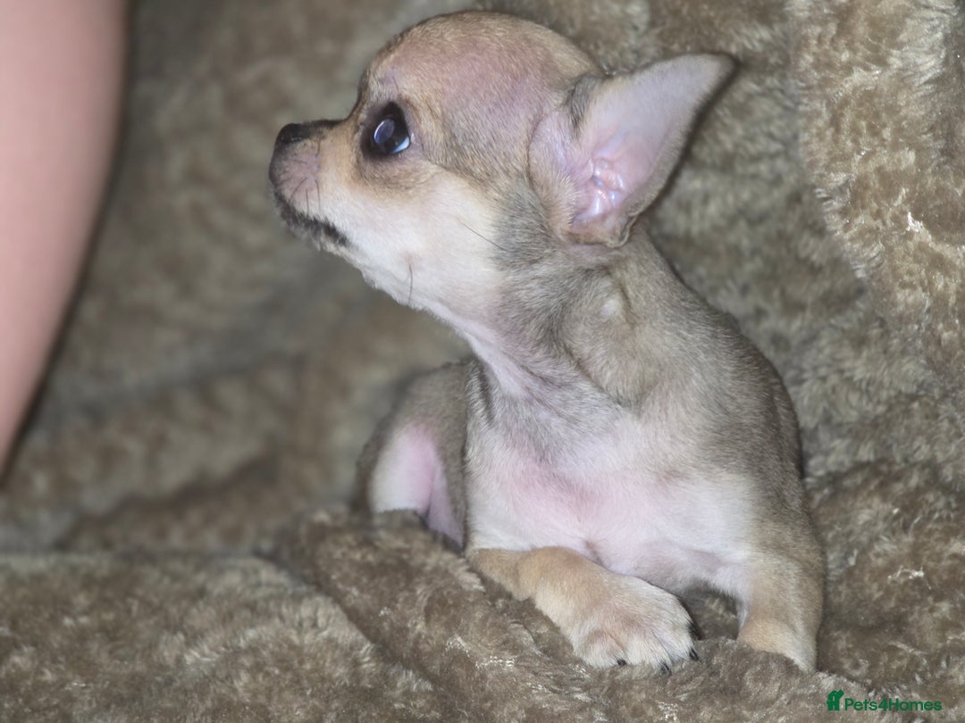 Chihuahua dogs for sale: 🌟 KC Registered 🌟 Smooth Sable Chiuahua 🐕 - Advert 17