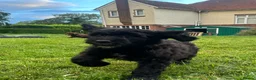 Saint Berdoodle dogs for sale: Premium St Berdoodle Puppies  - Advert 4