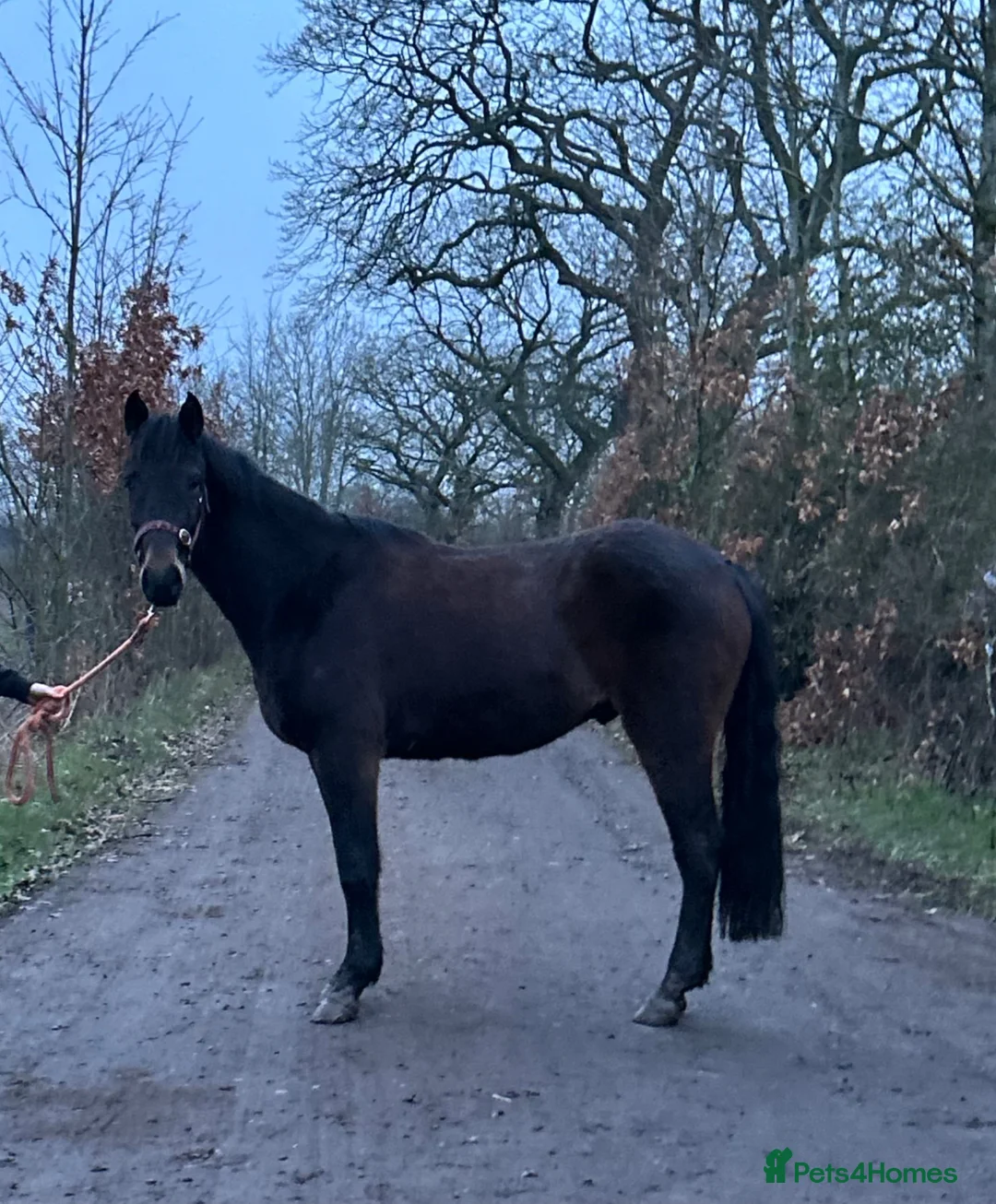 Connemara horses for sale: Connemara x ISH 3 year gelding  - Advert 1