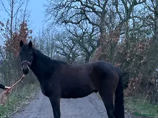 Connemara horses Connemara x ISH 3 year gelding - Advert 3