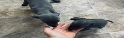 Italian Greyhound dogs for sale: BEAUTIFUL ITALIAN GREYHOUND PUPPIES  - Advert 9
