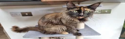 Maine Coon cats for sale: Maine Coon kittens  - Advert 1