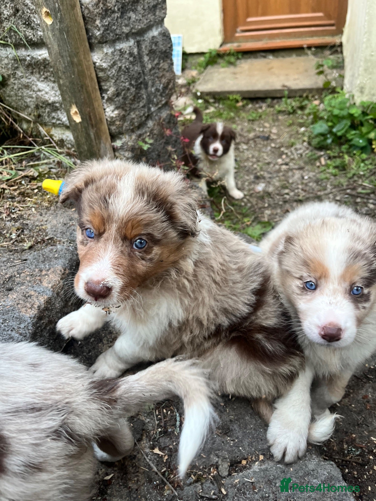 Border Collie dogs ISDS/KC Border Collie puppies for sale  - Advert 1