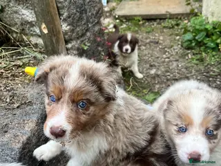 Border Collie dogs ISDS/KC Border Collie puppies for sale - Advert 1