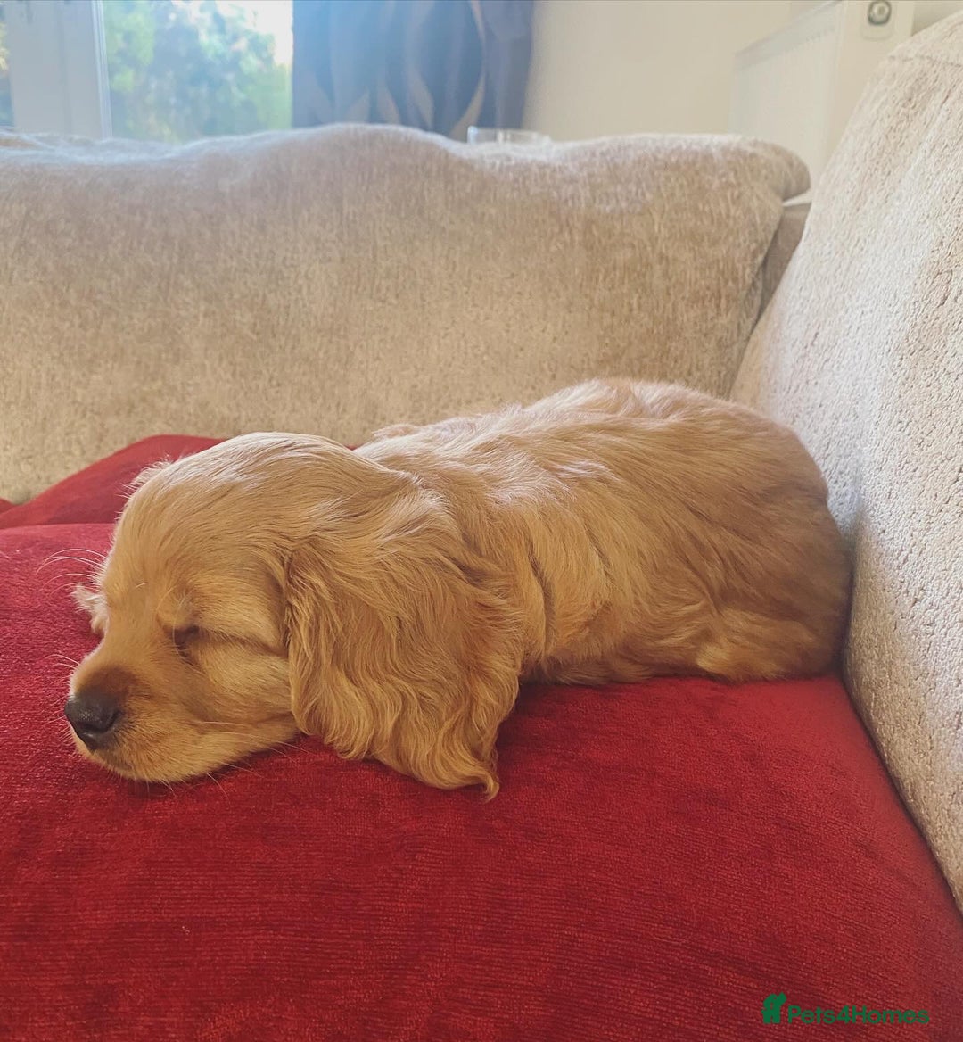 Cavapoo dogs for sale: Beautiful Cavapoo Puppies  - Image 29