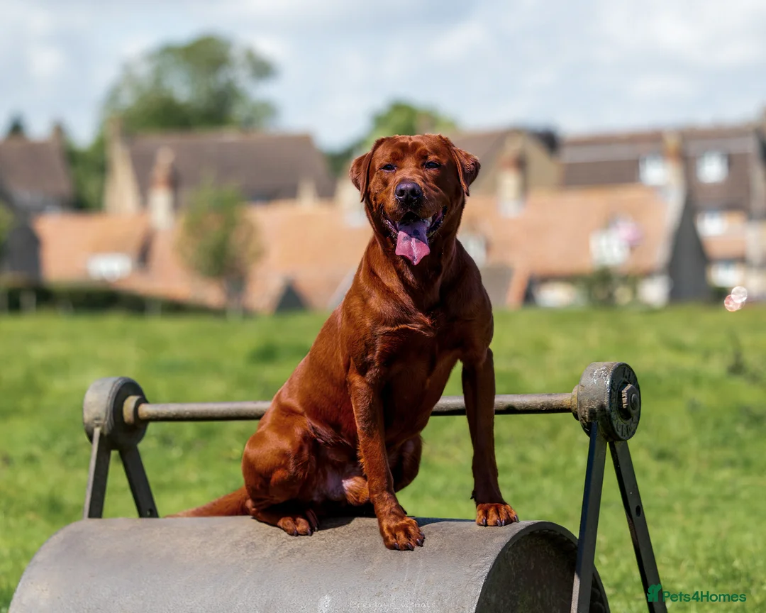 Labrador Retriever dogs for stud: AGLABS ICON - HEALTH TESTED DARKEST FOX RED in Grantham - Advert 7