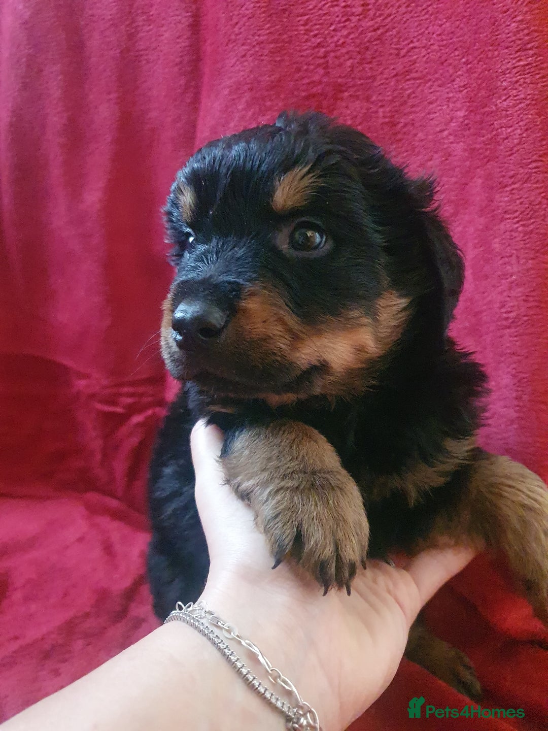 Rottweiler dogs for sale: Fluffwiler  rottweiler puppies - Advert 4