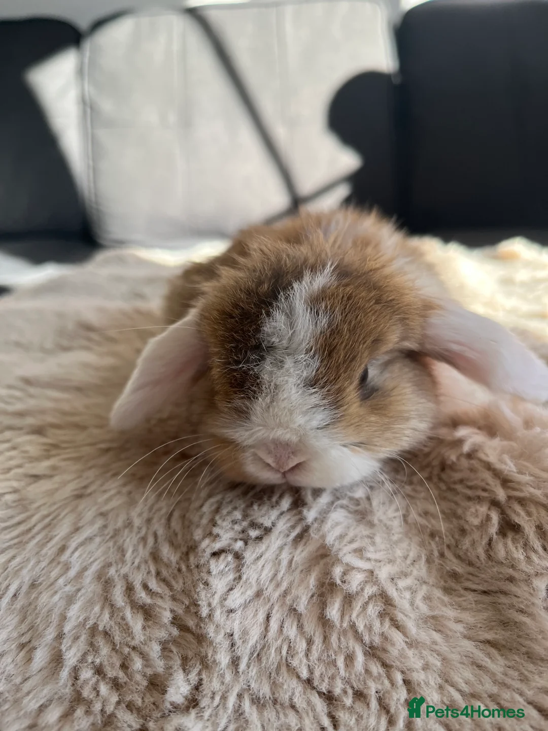 Mini Lop rabbits for sale: Mini Lops looking for their forever home 🏡 - Advert 5