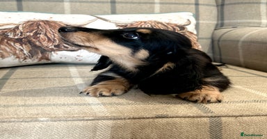 Miniature Dachshund dogs - Advert 15