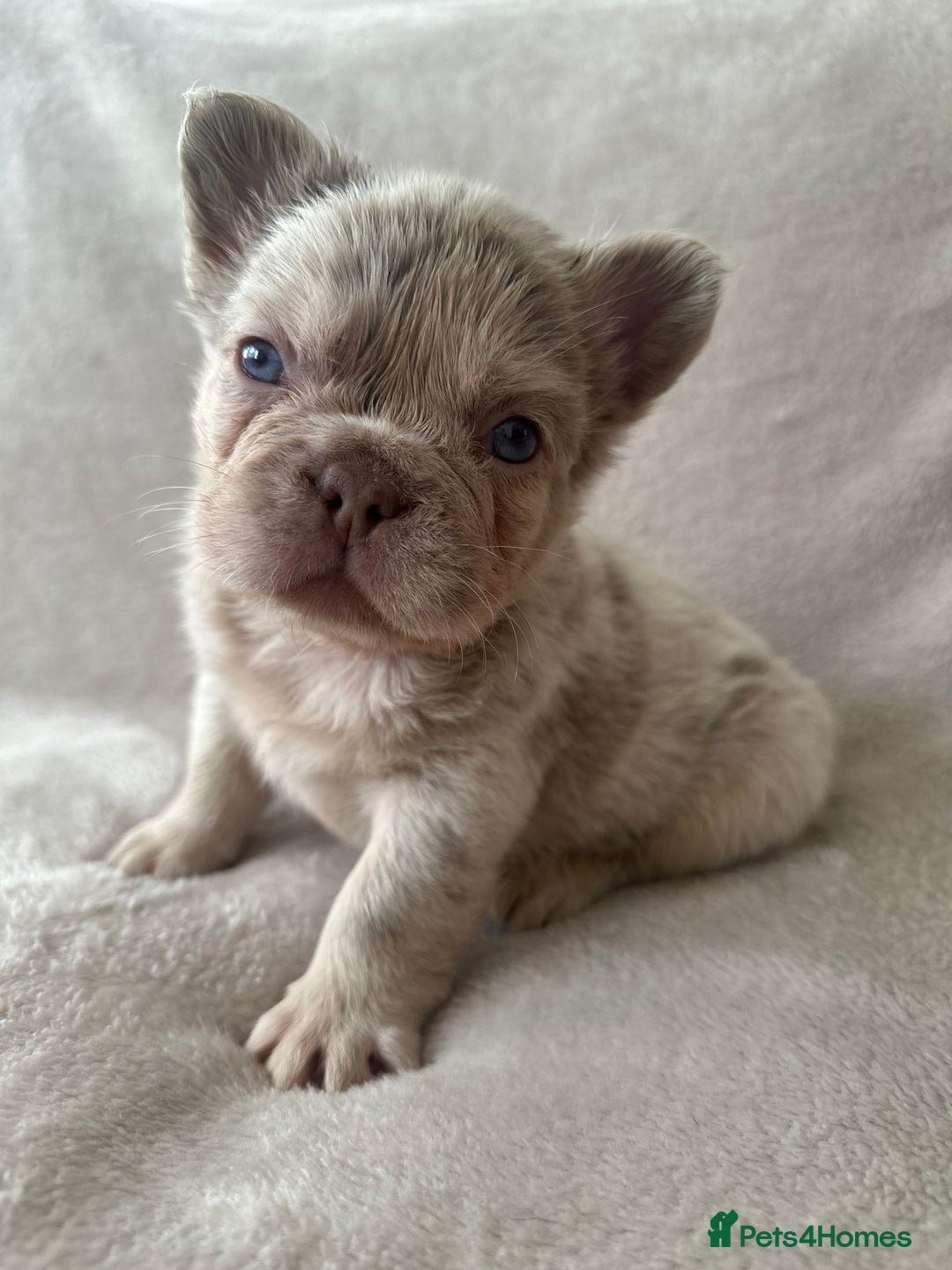 French Bulldog dogs for sale: RARE FLUFFY FRENCHIES! LAST 3 LEFT!!!! - Advert 6