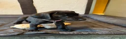 Great Dane dogs for sale: Ready now! Beautiful KC Great Dane puppies  - Advert 19