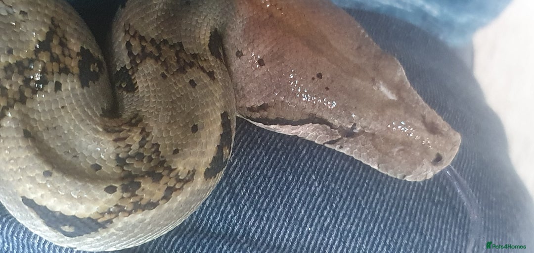 Boa Snake reptiles for sale: Nicaragua Boa Female approx 5 years old and Set Up - Image 4