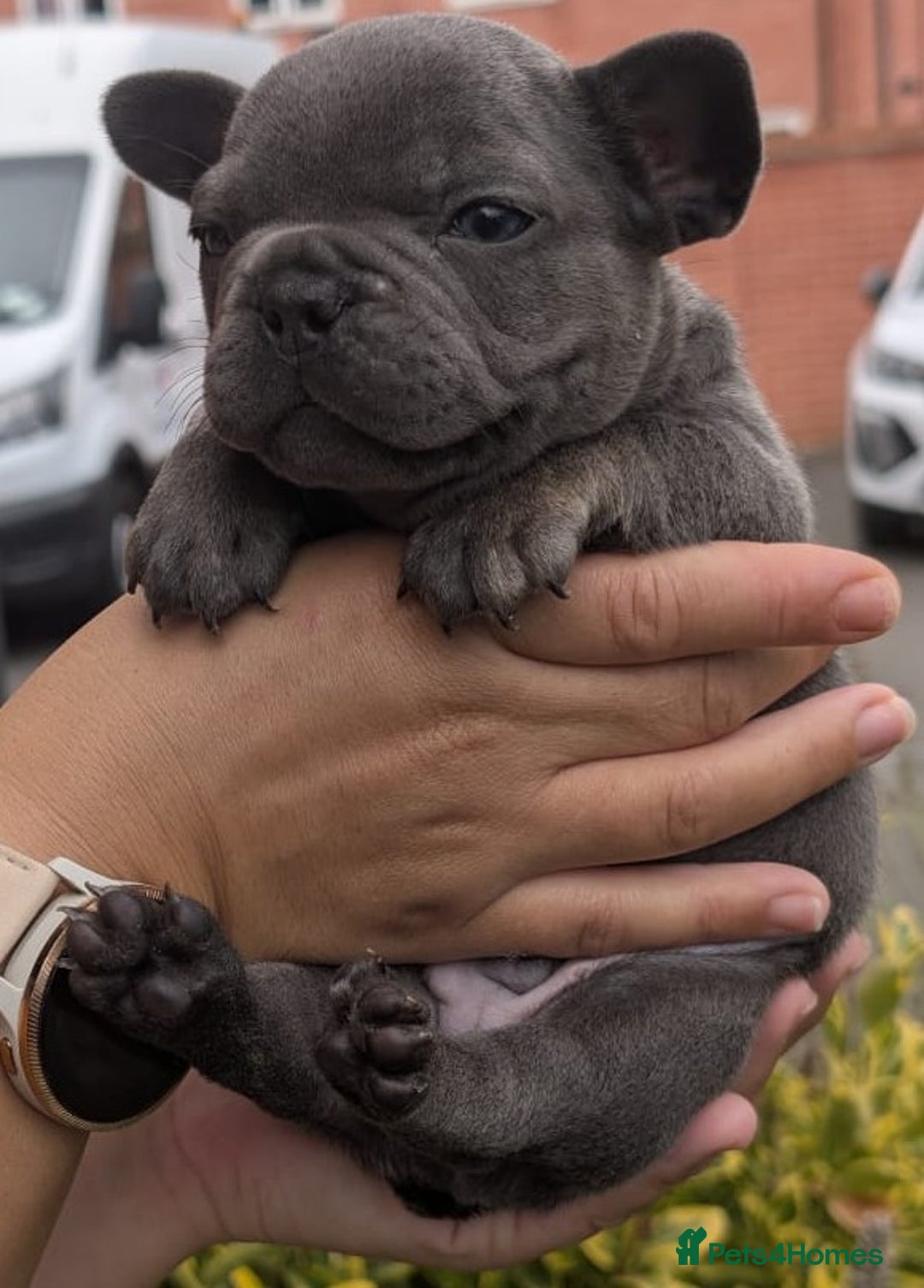 French Bulldog dogs for sale: Stunning French bulldog puppies 🐕 - Image 26