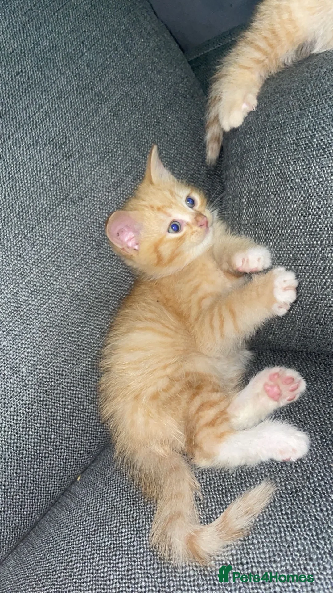 Mixed Breed cats for sale: 4 beautiful Ragdoll x kittens. - Advert 2