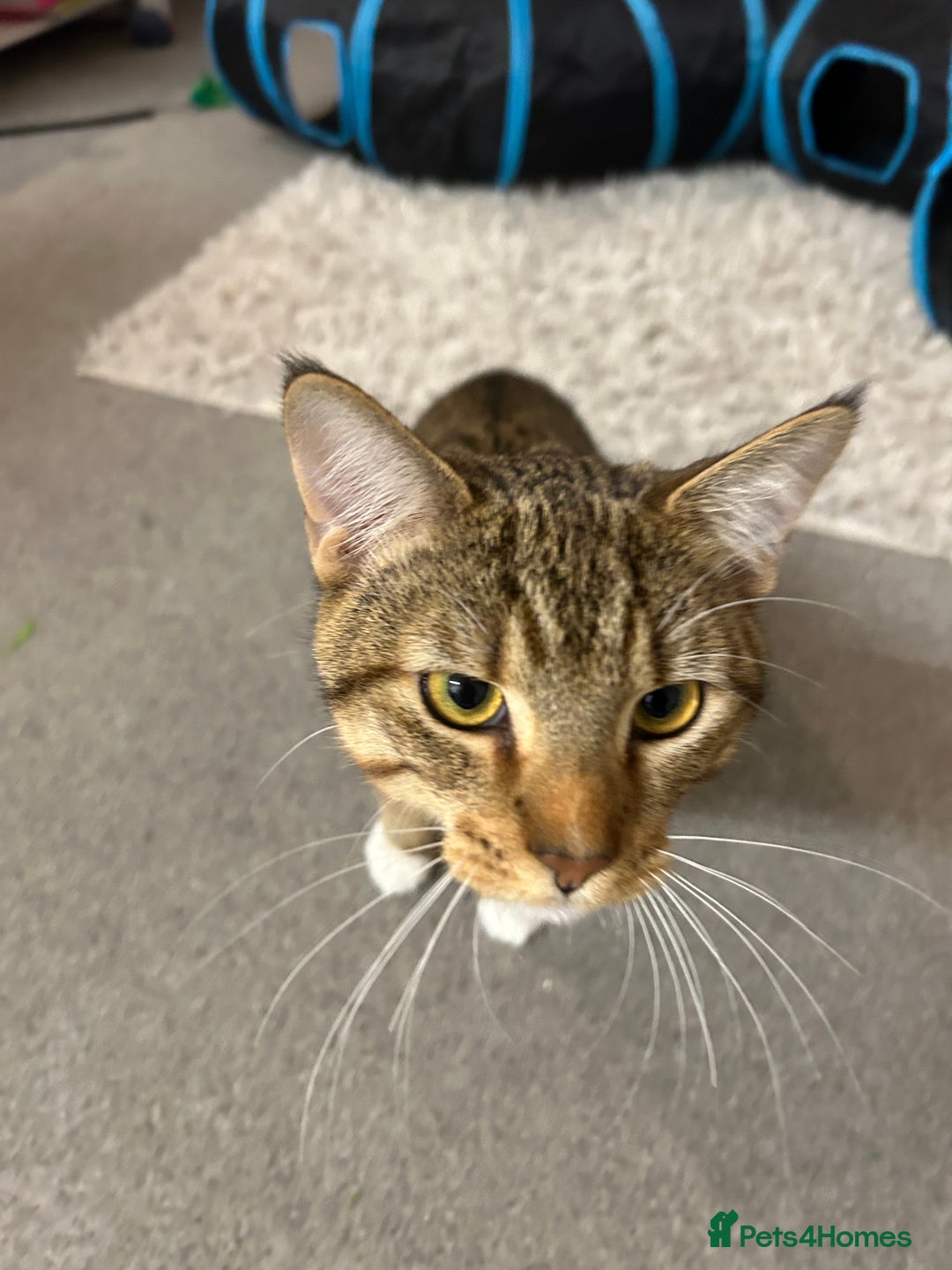 Mixed Breed cats for sale: Rocko 8 Months Savannah - British Shorthair - Advert 4