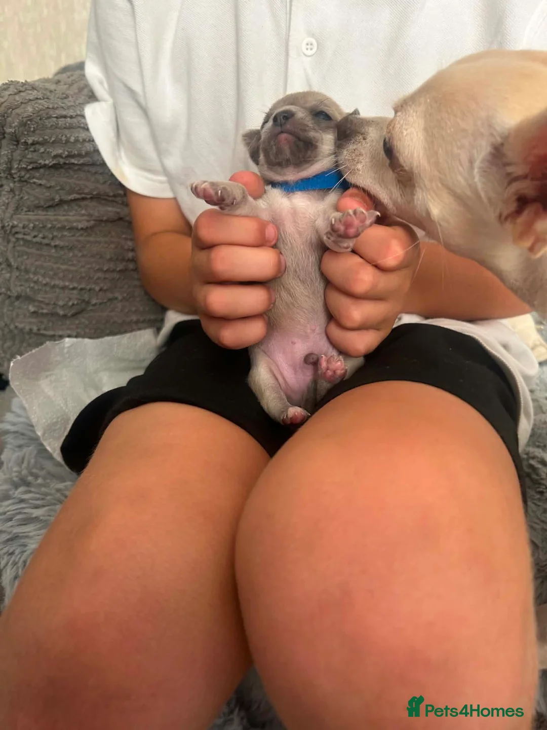 Chihuahua dogs for sale: Ready to love, gorgeous chihuahua puppies - Advert 17