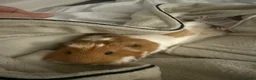 Guinea Pig rodents for sale: 2 gorgeous Female Sows - Advert 4