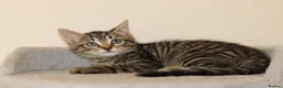 Mixed Breed cats for sale: Adorable Kittens Ready Soon - Advert 7