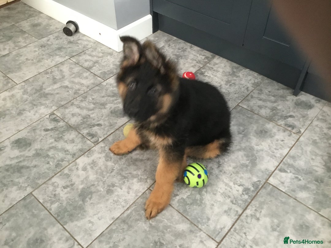 German Shepherd dogs for sale: 12 weeks German Shepard  - Image 14