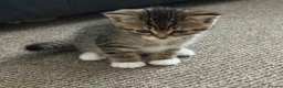 Mixed Breed cats for sale: Beautiful kittens looking for a new home - Advert 15