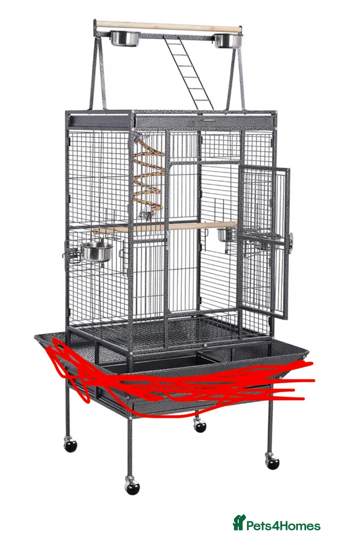 Ringnecks birds for sale: Indian Ringneck - Advert 7