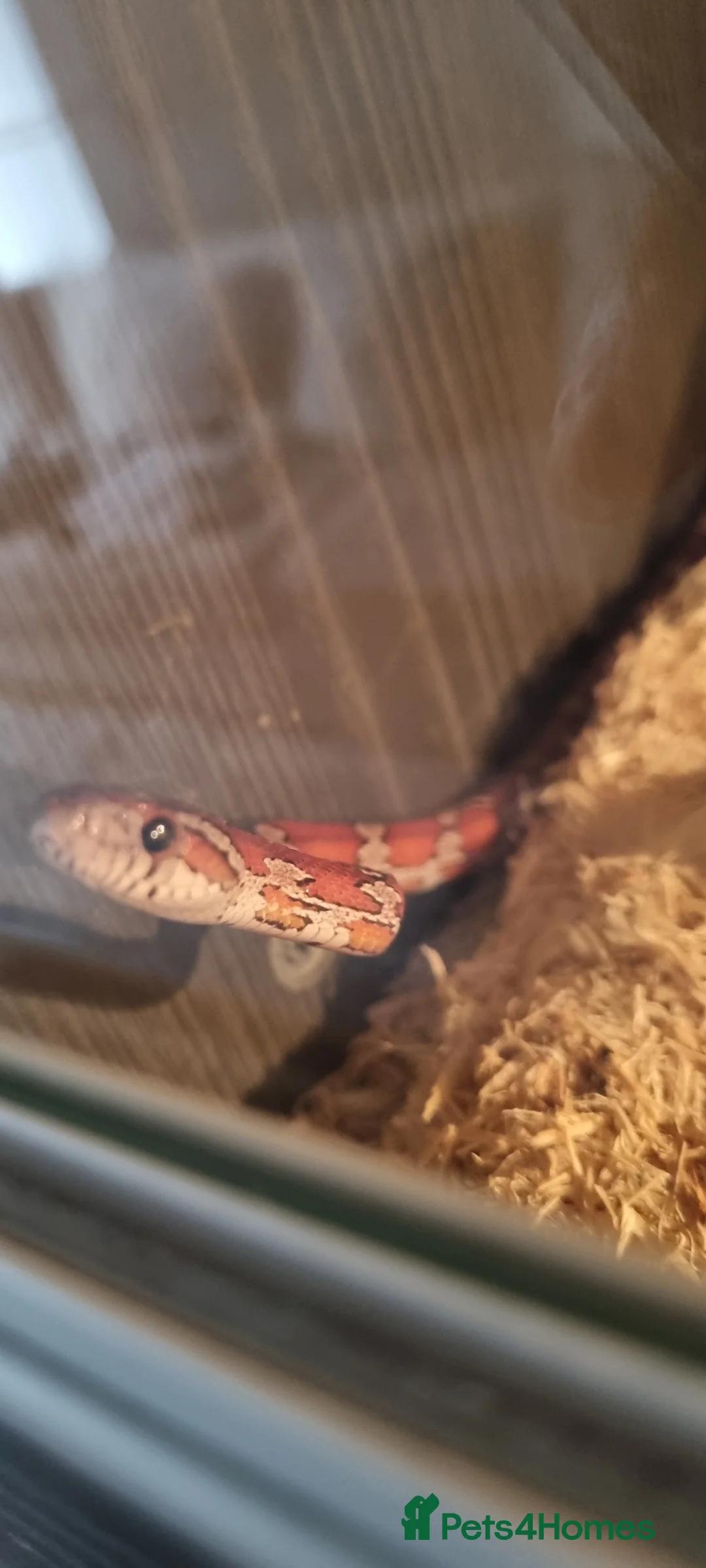 Corn Snake reptiles for sale: Corn snake for rehoming in Darlington - Advert 1