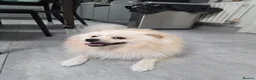 Pomeranian dogs for sale: Fluffy Pedigree Pomerainam Rehome - Advert 3