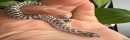 Snake reptiles for sale: Various Western Hognose Hatchlings - Advert 13