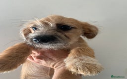 Mixed Breed dogs for sale: Bichon x Jack Russell READY NOW - Image 1