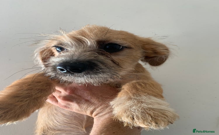 Mixed Breed dogs - Advert 1