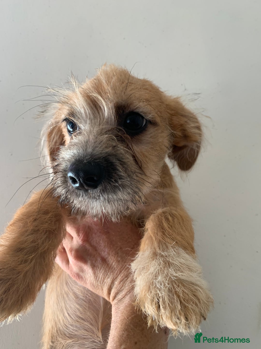 Mixed Breed dogs for sale: Bichon x Jack Russell READY NOW - Image 1