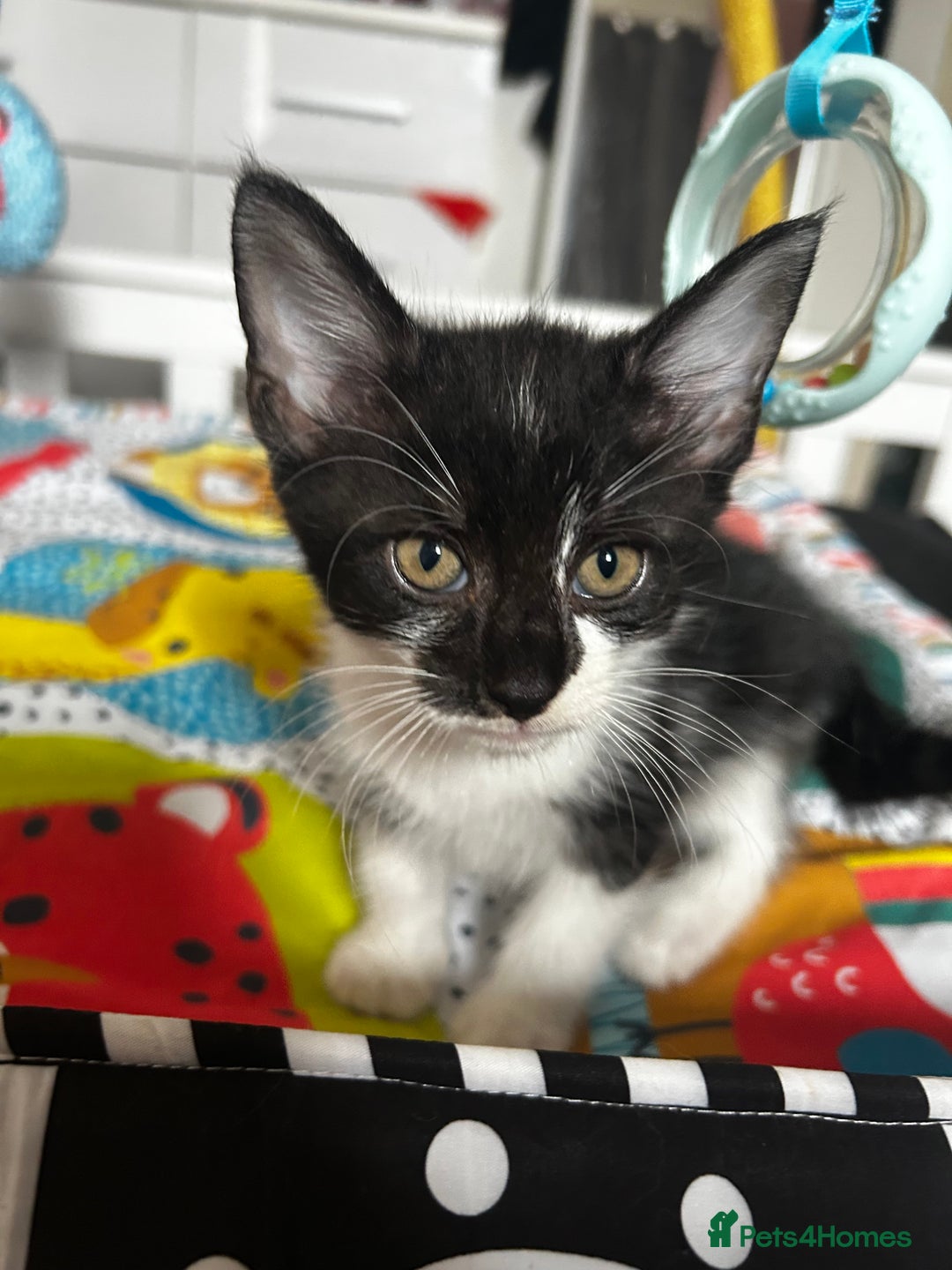 Mixed Breed cats for sale: 3 beautiful female part Maine coon kittens - Image 3