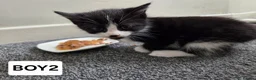 Mixed Breed cats for sale: 6 kittens ready to go to their forever home in Lincoln - Advert 15