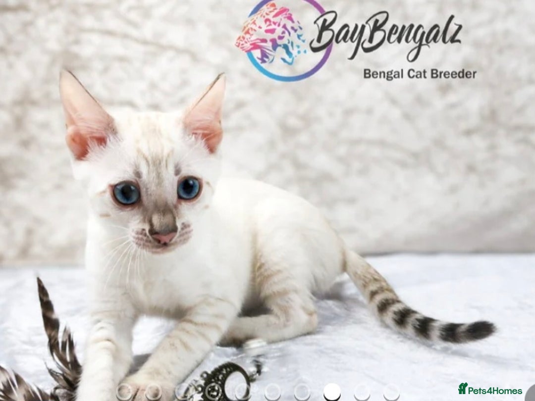 Bengal cats for sale: Beautiful Silver Lynx Bengal Kitten - Image 13