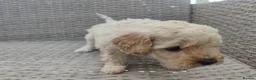 Cockapoo dogs for sale: Teddy cockapoo - Advert 13