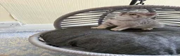 British Shorthair cats for sale: BSH kittens for sale  - Advert 7