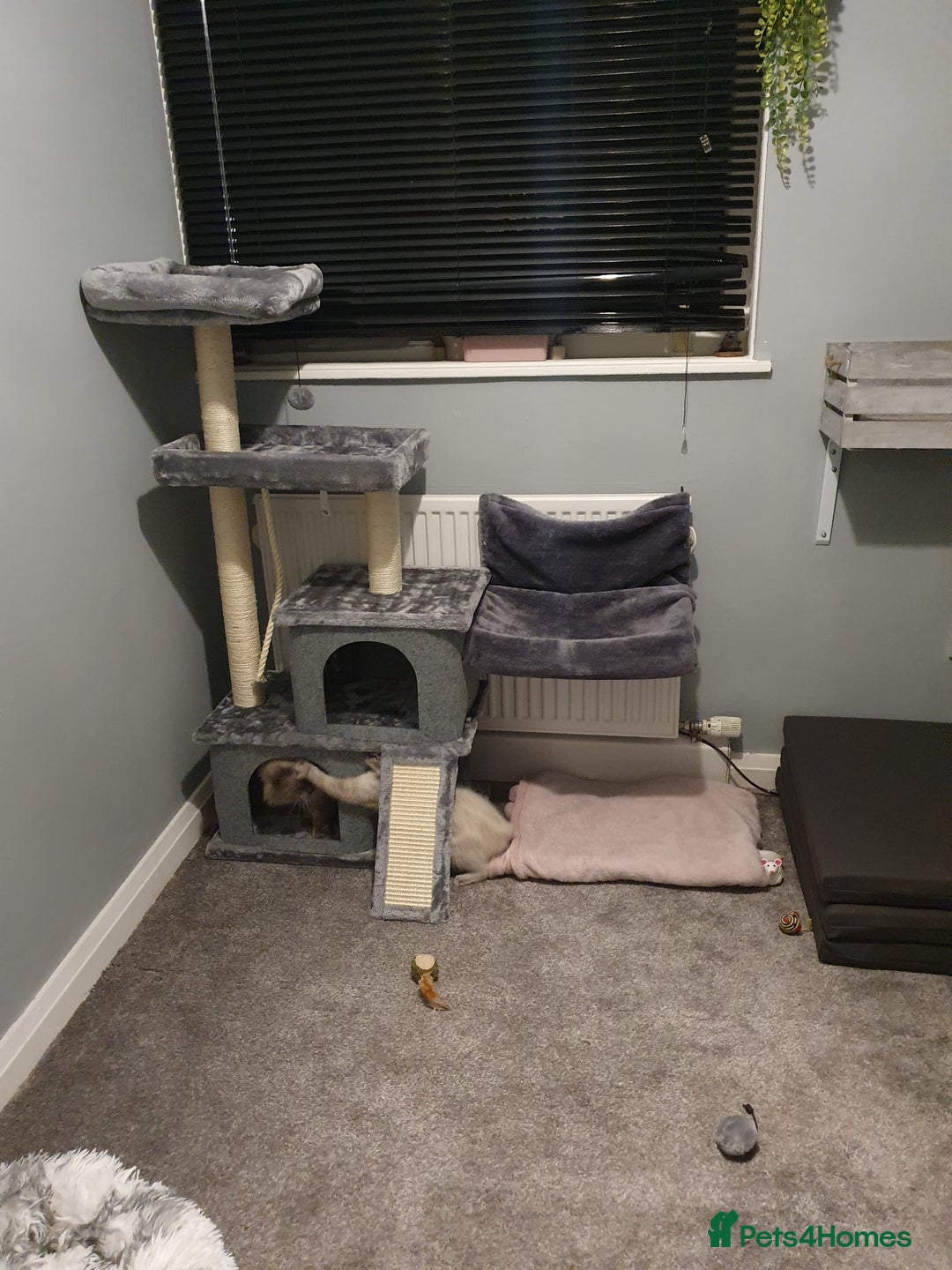 Ragdoll cats for stud: *Stud*gccf/tica entire active bluepoint ragdoll in Oldham - Image 6