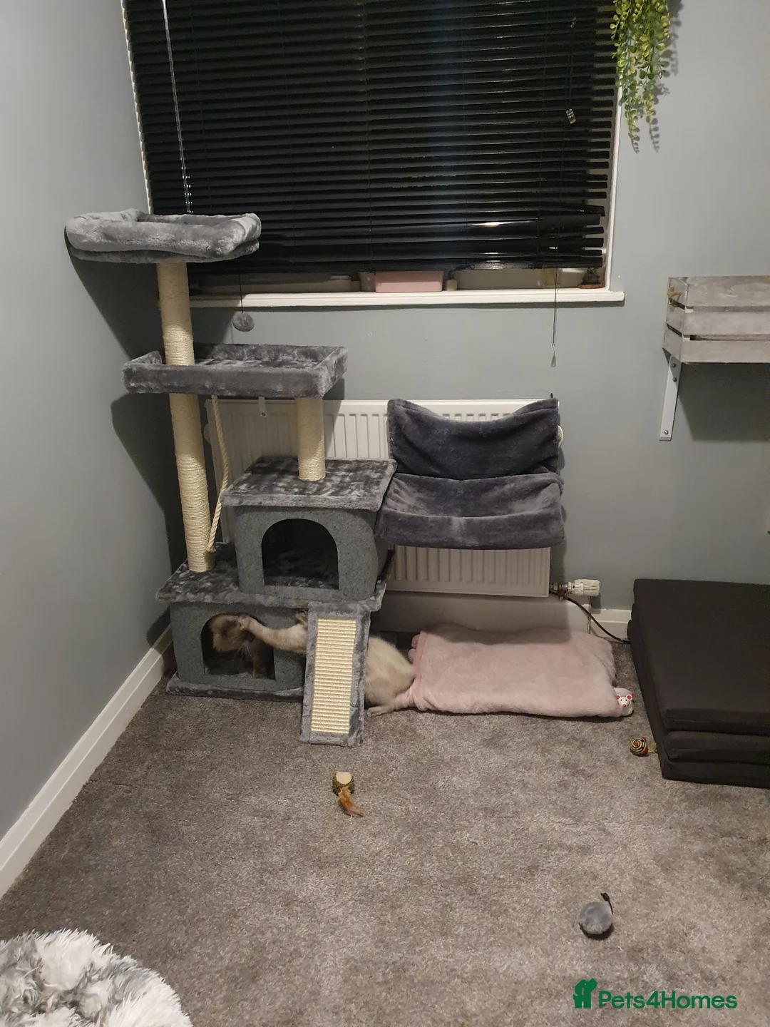 Ragdoll cats for stud: *Stud*gccf/tica entire active bluepoint ragdoll in Oldham - Advert 6