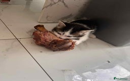 British Longhair cats for sale: Long hair fluffy kittens ginger male available  - Image 5