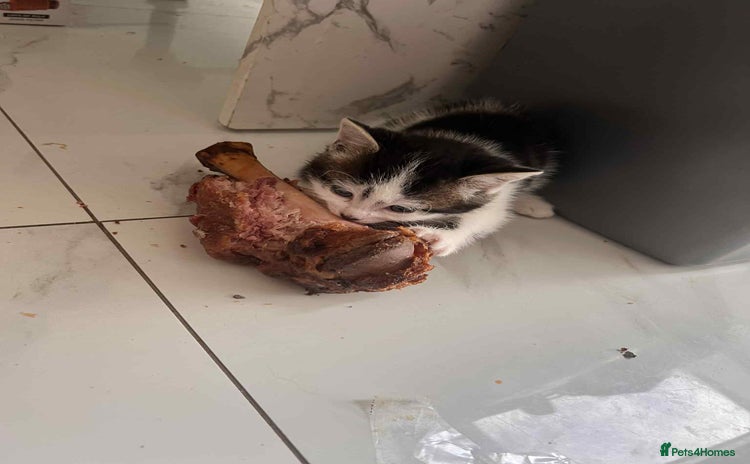 British Longhair cats - Advert 4