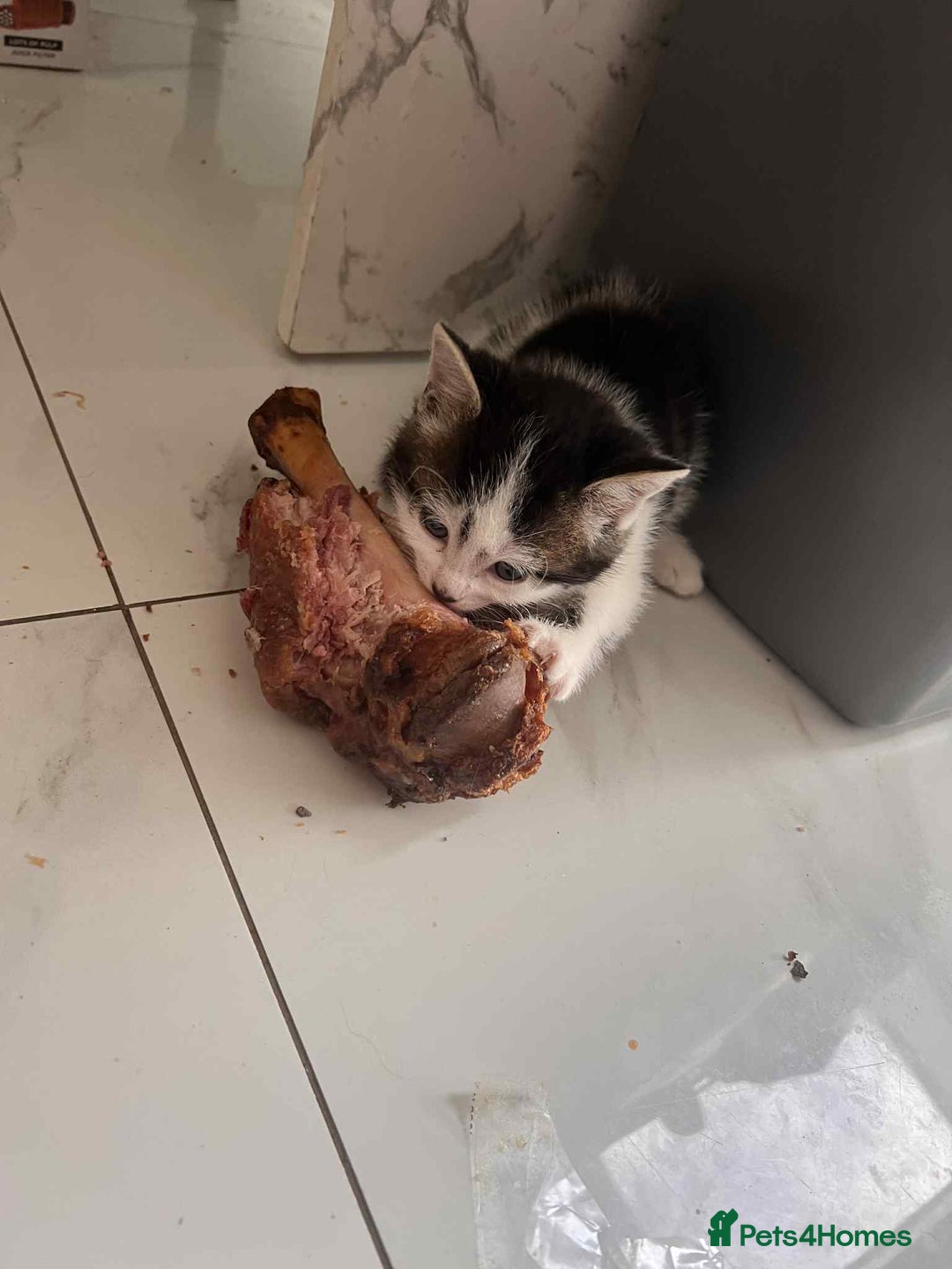 British Longhair cats for sale: Long hair fluffy kittens ginger male available  - Image 5