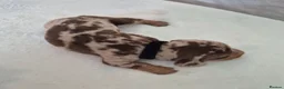 Miniature Dachshund dogs for sale: 🖤 Stunning Miniature Dachshunds 🖤 - Advert 3