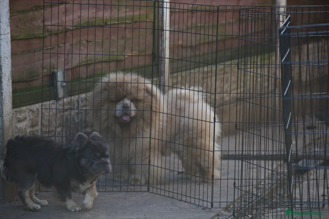 Chow Chow dogs for stud: lilac Merle mini Chow Chow in Manchester - Advert 7