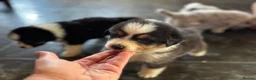 Australian Shepherd dogs for sale: Fully health tested KC registered showline Aussies - Advert 13