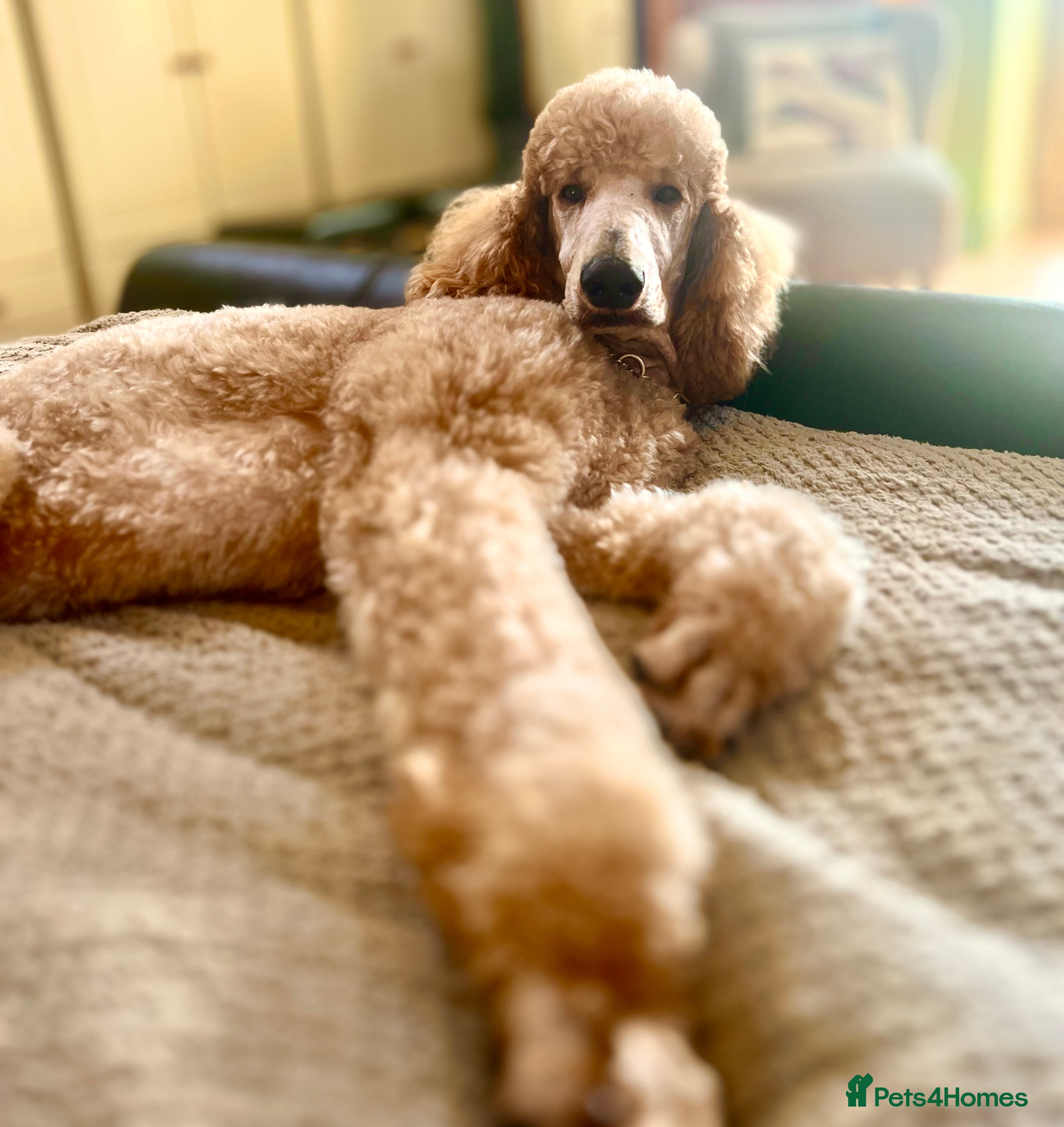 Golden Retriever dogs KC STANDARD POODLE STUD DNA & HIP SCORED  - Advert 11