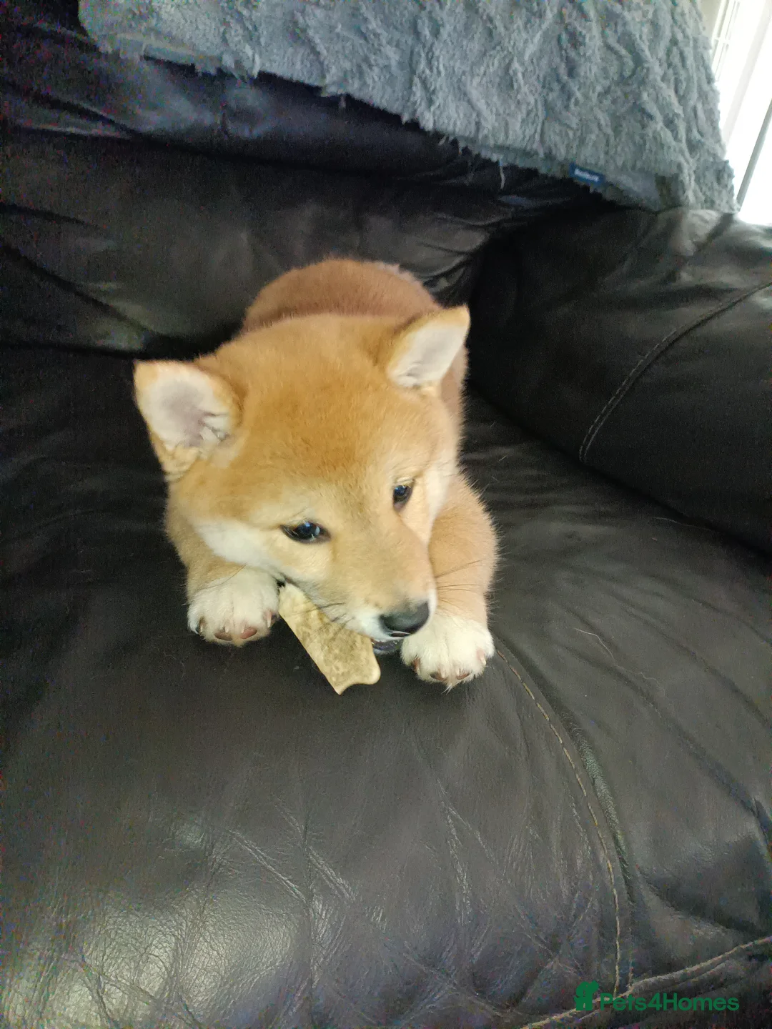 Mixed Breed dogs for sale: 3/4 Japanese Shiba Inu - Advert 2