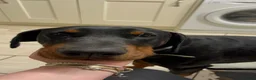 Dobermann dogs for sale: Snoop Dogg in Wakefield - Advert 3