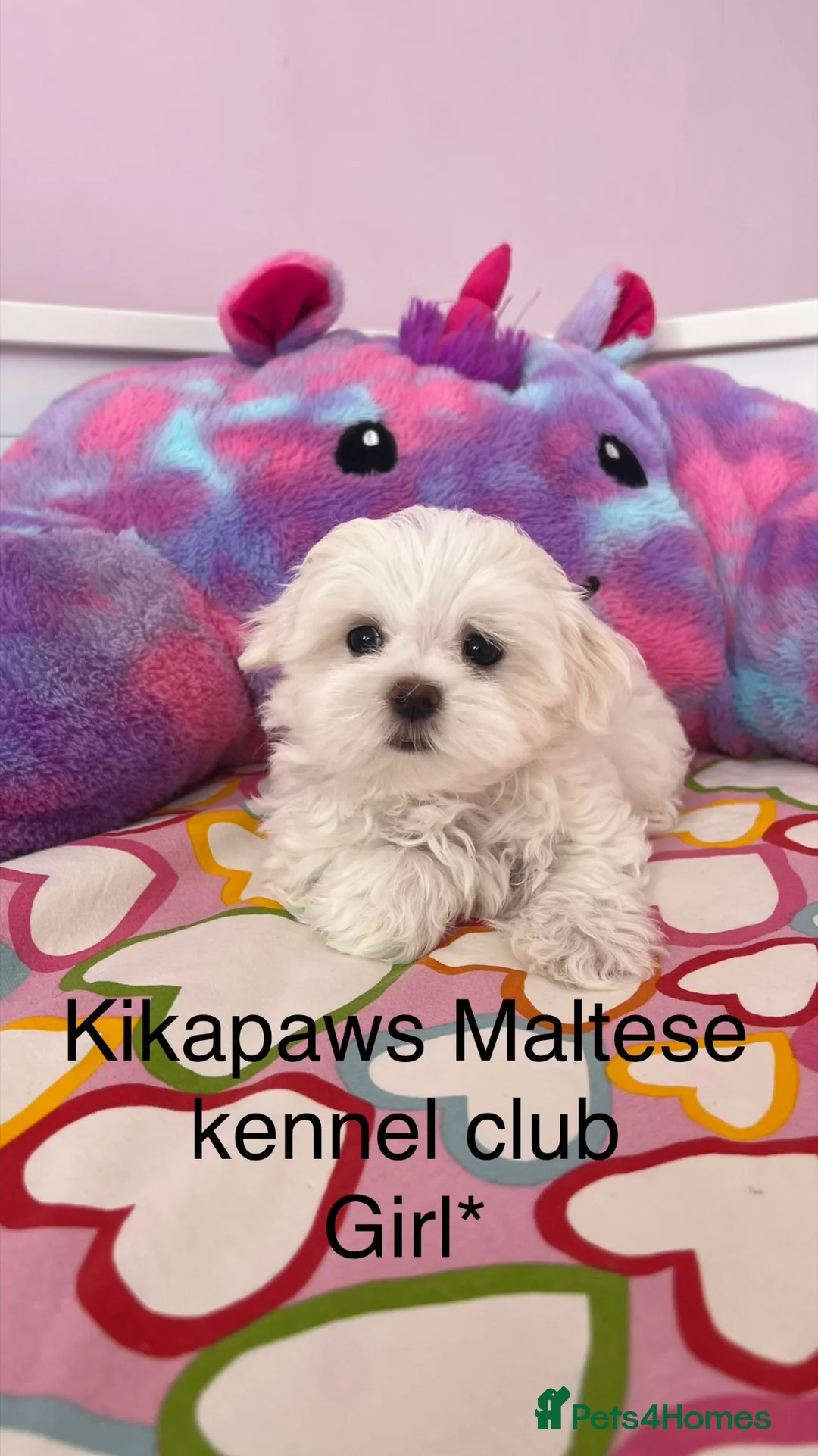 Maltese dogs for sale: Kikapaws Maltese puppies 🐶  - Advert 1