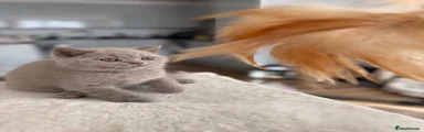 British Shorthair 2