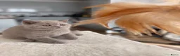 British Shorthair cats for sale: Luxury British Shorthair Kittens–Beautiful Lilac🤍 - Advert 16